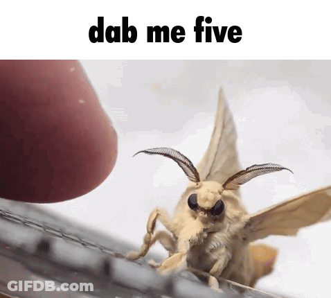 Moth Saying Dab Me Five GIF