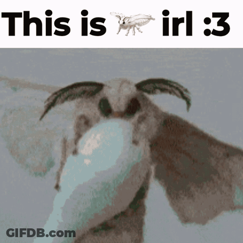 Moth Saying This Is Irl : 3 GIF