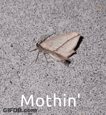 Moth Sitting Mothin GIF