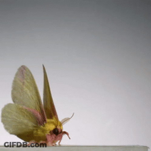 Moth Sitting GIF