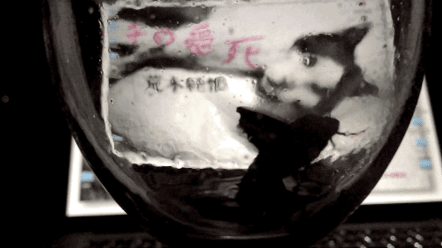 Moth Soaked Trap In The Liquid GIF