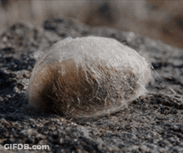Moth Trapped In A Cocoon GIF