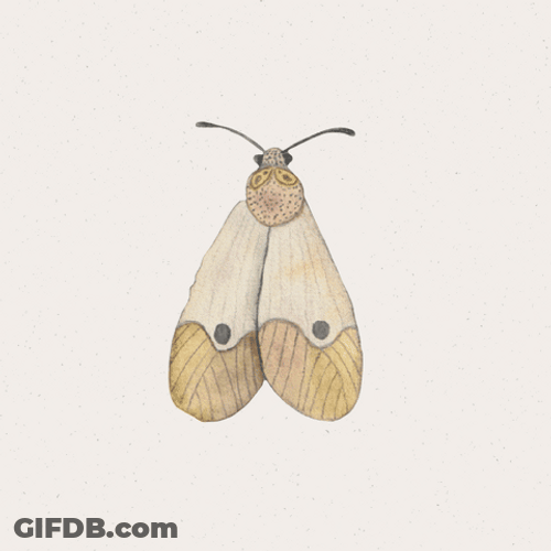 Moth Wings Clip Loop GIF