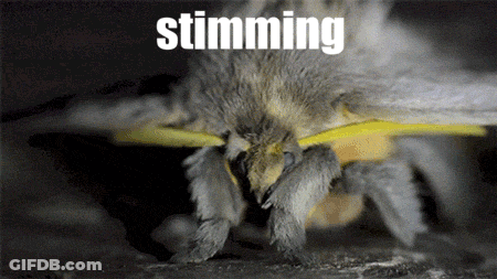 Moth With Text Major Moth GIF