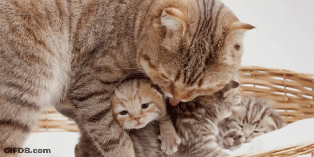 Mother And Baby Cat Cuddles GIF