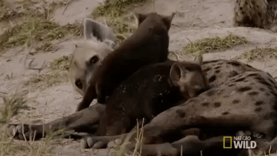 Mother And Baby Hyena GIF