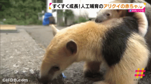 Mother Anteater Holding Baby On TV Saying Orange GIF