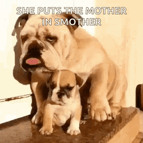 Mother Baby Bulldog GIF
