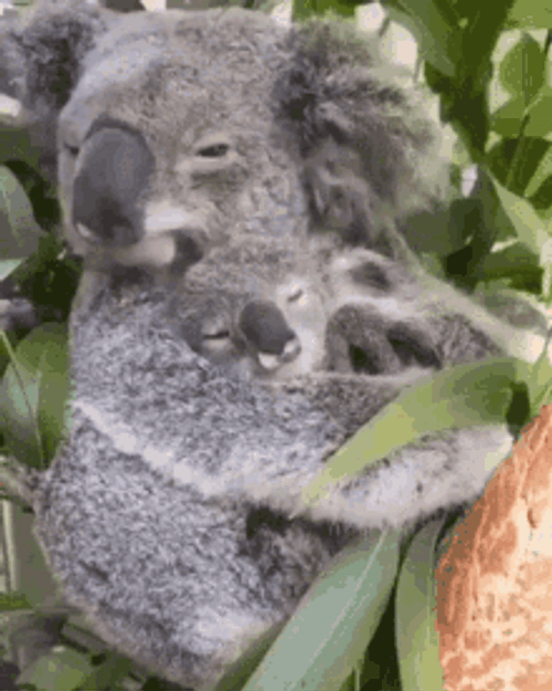 Mother & Baby Koala Hug GIF