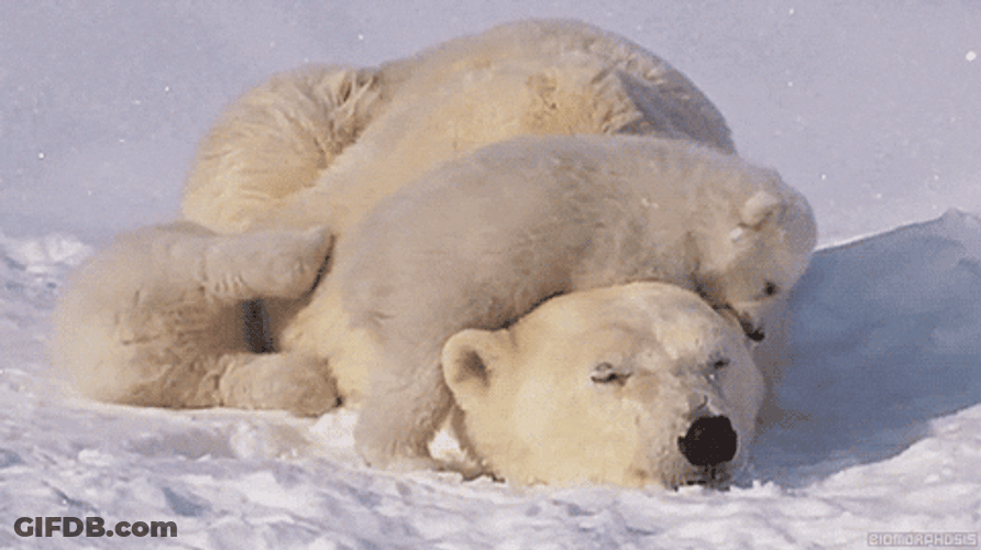 Mother Bear And Her Babies GIF