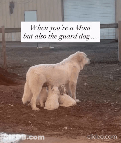 Mother Dog Feeding Puppies GIF