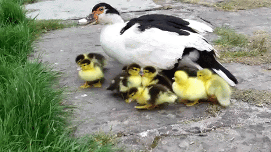 Mother Duck With Ducklings GIF