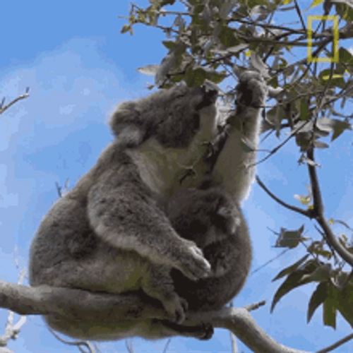 Mother Koala With Sleeping Baby GIF