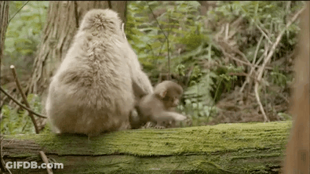 Mother Monkey Breastfeeding Baby GIF