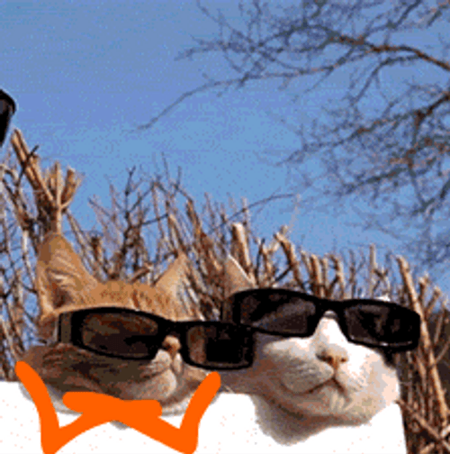 Mother Of God Cool Cats Wearing Shades GIF