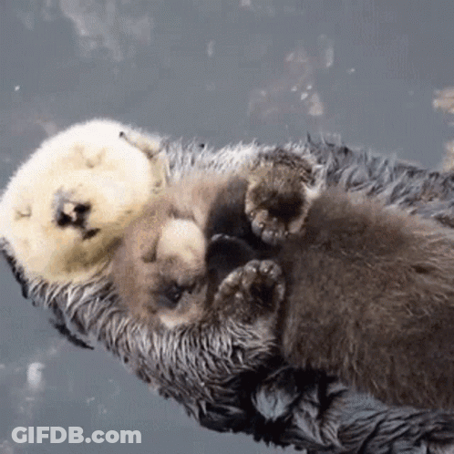 Mother Otter Holding Baby Otter GIF