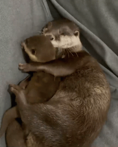 Mother Otter Hugging Baby GIF
