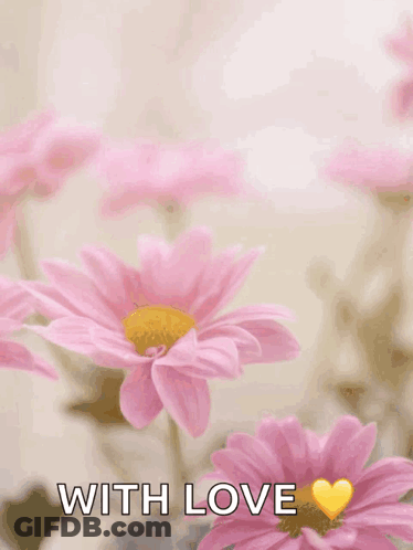 Mother's Day Card With Pink Daisies GIF