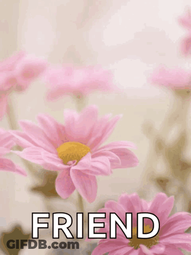 Mother's Day Card With Pink Daisies GIF
