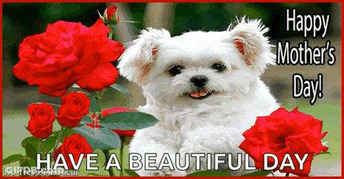 Mother's Day Card With White Dog And Red Roses GIF
