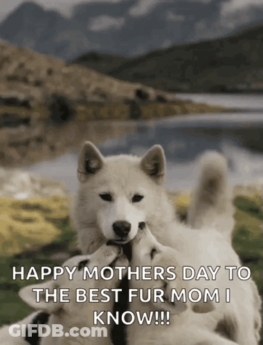 Mother's Day Greeting Card With Two Dogs GIF