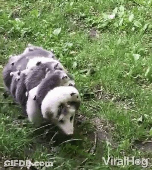 Mother Scared Carrying Babies GIF