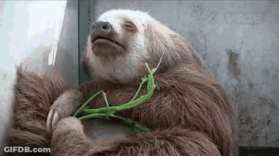Mother Sloth Sleepy GIF