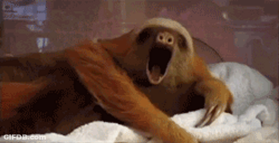 Mother Sloth Yawning GIF