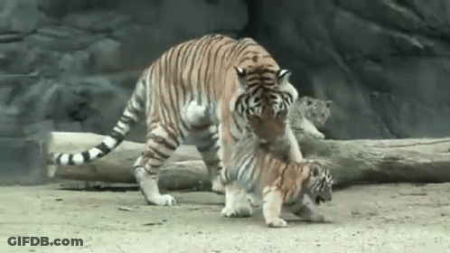Mother Tiger And Cub Playing In Dirt GIF