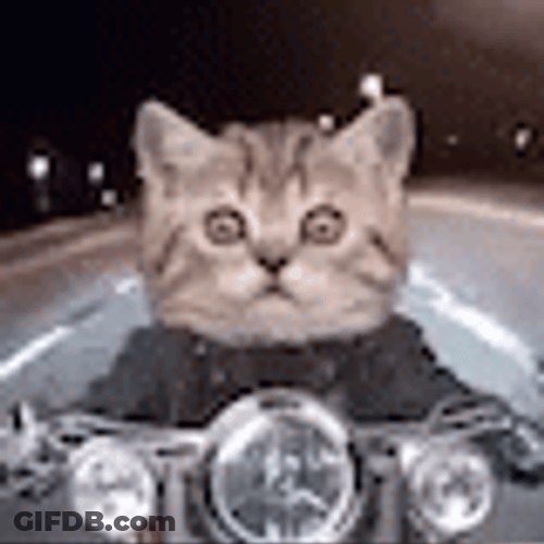 Motorcycle Cat Motorcycle Riding Wide Eyes GIF