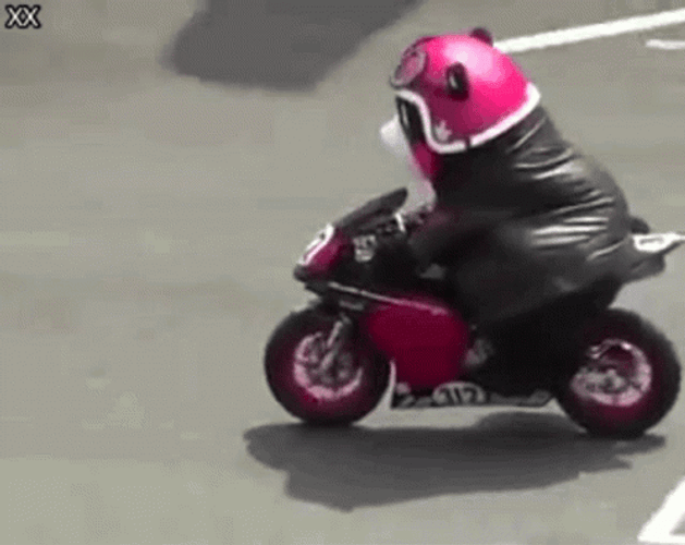 Motorcycle Cat Small Cute Pink Cool GIF