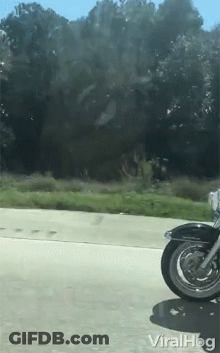 Motorcycle On Road With Viralhog GIF