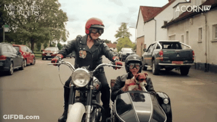 Motorcycle Tricycle Sidecar Dog Ride GIF