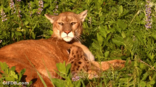 Mountain Lion Lying In Grass With Baby GIF