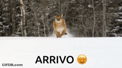 Mountain Lion Running In Snow Saying Arrivo GIF
