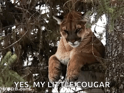 Mountain Lion Saying Yes My Little Cougar GIF