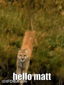 Mountain Lion Walking Through Woods Hello Matt GIF