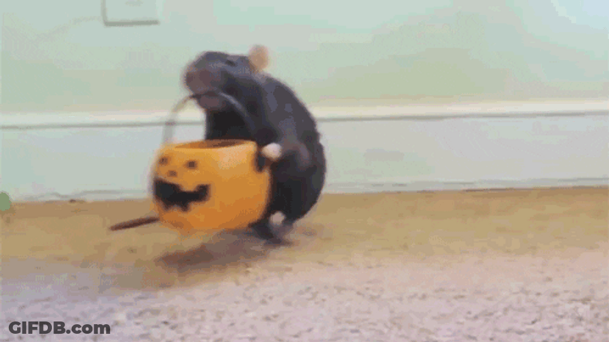 Mouse Candy Treat GIF