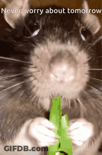 Mouse Eating Green Leaf Never Worry About Tomorrow GIF