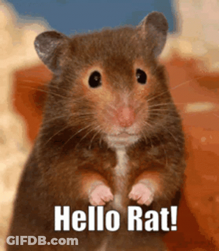 Mouse Eating Green Leaf Never Worry About Tomorrow GIF