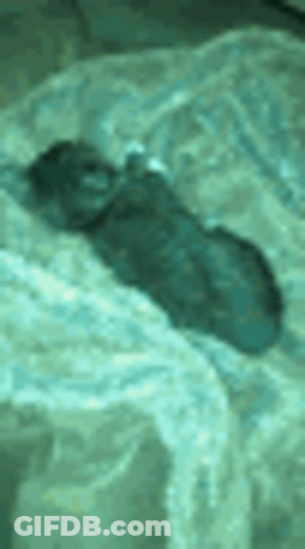 Mouse Laying On Bed With Blanket GIF