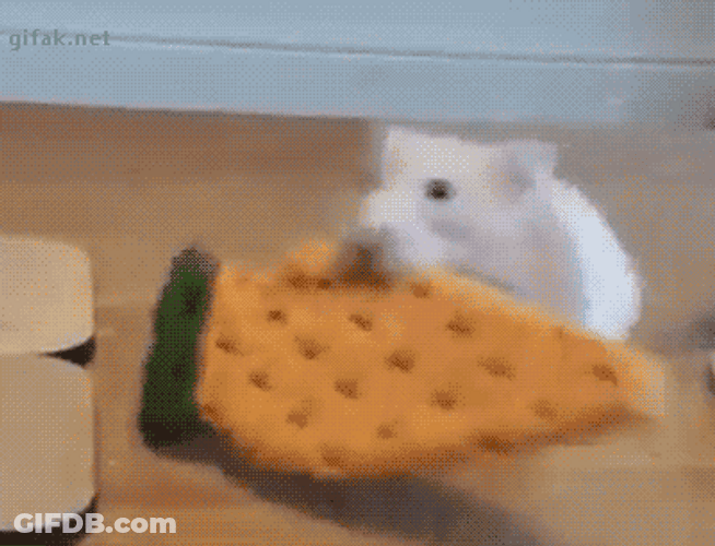 Mouse Pulled Over By A Dog GIF