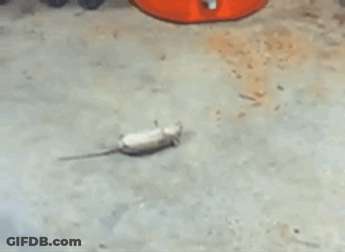 Mouse Push Up Exercise GIF