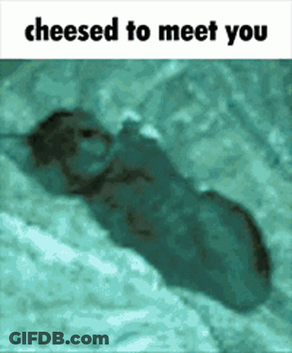 Mouse Saying Cheesed To Meet You GIF