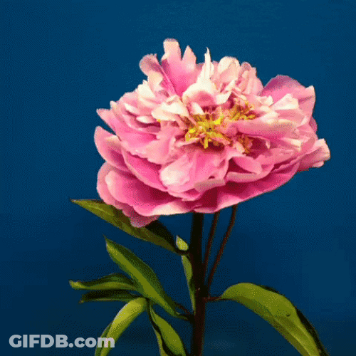 Moutan Peony Flowers Falling Dried Petals GIF