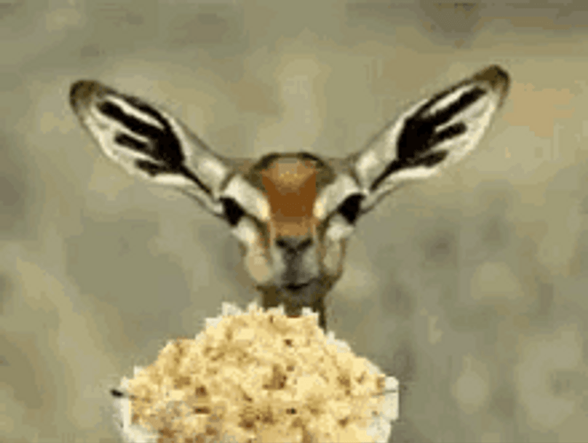Movie Time Deer Eating Popcorn GIF