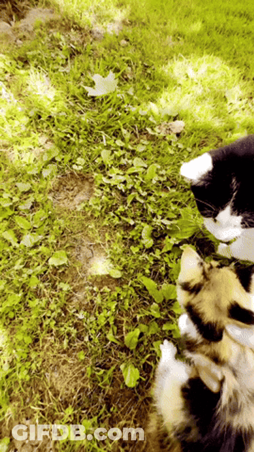 Moving Cat Cut Lovers GIF