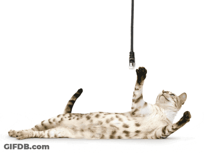 Moving Cat Hacker GIF