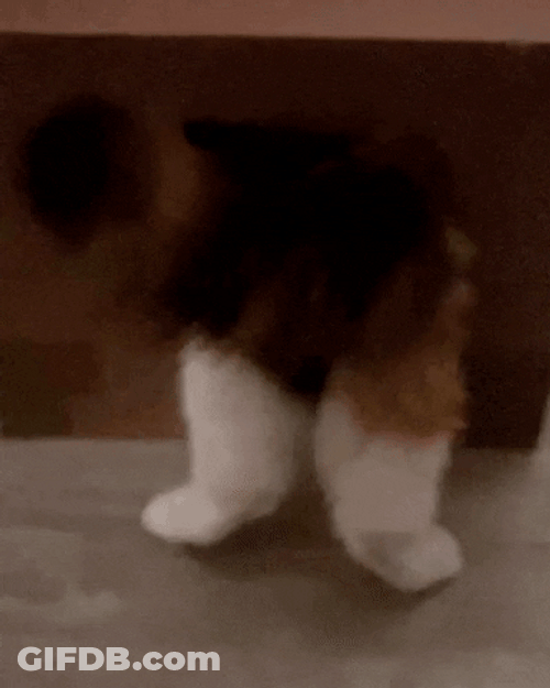 Moving Cat In Box GIF