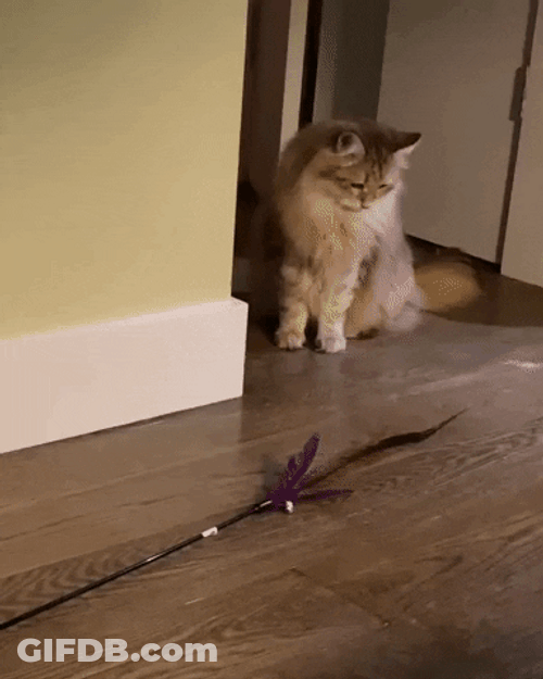 Moving Cat Scary GIF